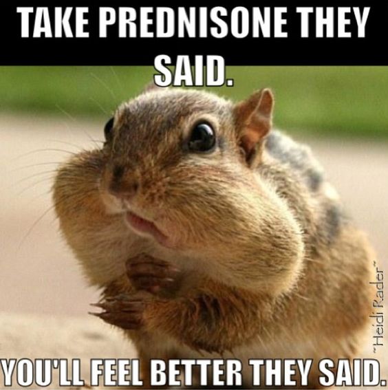 Prednisone Chipmunk